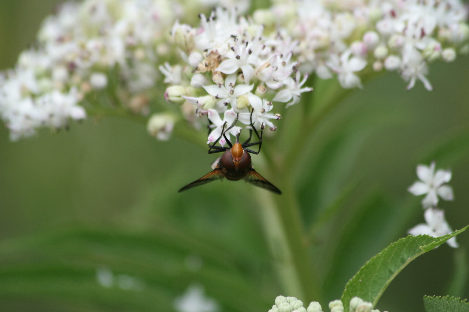 Syrphidae, maschio di Volucella pellucens